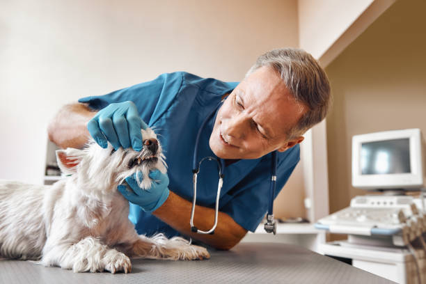 Best Chipped Tooth Repair Near Me  in Sanford, FL